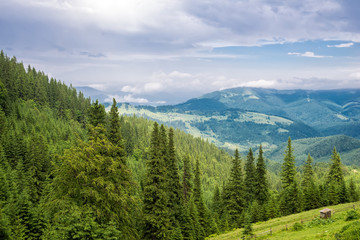 the beautiful forest landscape in the  mountains with the pine trees