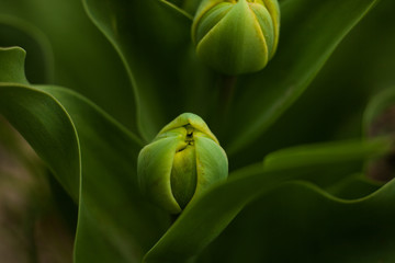 floral spring or summer background, A macro shot of a tulip flower bud, Fresh buds of tulips in a home garden