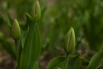 Green leaves and a bud tulip close-up, floral spring or summer background