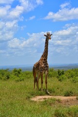 Obraz premium Kenia Safari