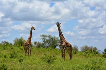 Kenia Safari