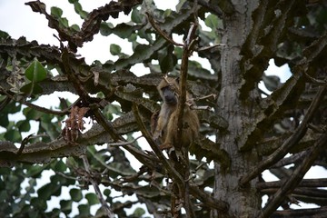 Kenia Safari