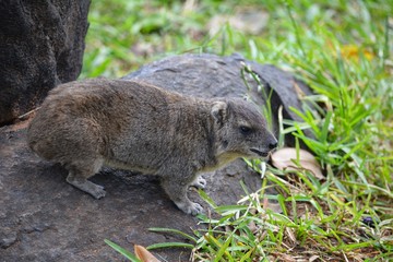 Kenia Safari
