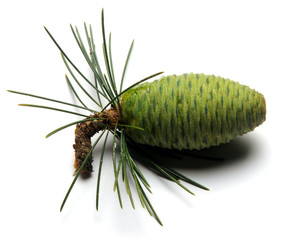 Strobilus Conifer cone Strobilo Kogle Pigna Estróbilo Cono Piña Szyszka Pino Cône Botany Шишка Botánica אצטרובל Flora 松球 Botanique Češer مخروط صنوبري Köngull Käpy Kotte 松かさ