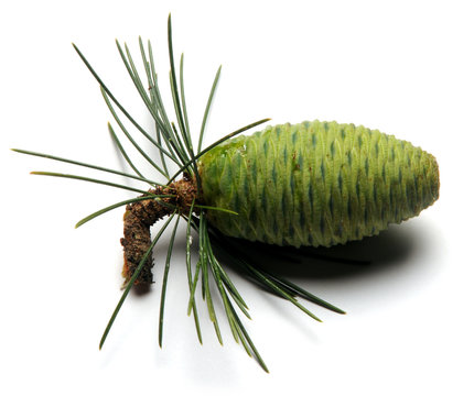 Strobilus Conifer cone Strobilo Kogle Pigna Estr&oacute;bilo Cono Pi&ntilde;a Szyszka Pino C&ocirc;ne Botany Шишка Bot&aacute;nica אצטרובל Flora 松球 Botanique Če&scaron;er مخروط صنوبري K&ouml;ngull K&auml;py Kotte 松かさ