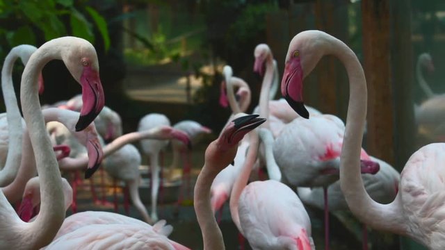 Pink flamingo
