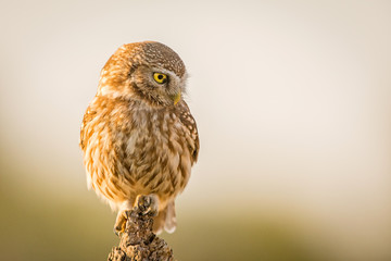 Little Owl