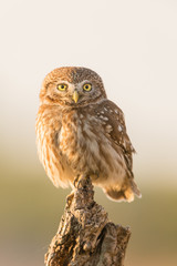 Little Owl