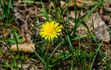 Yellow dandelion on early spring