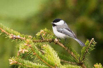 Black-capped Chickadee