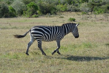 Kenia Safari