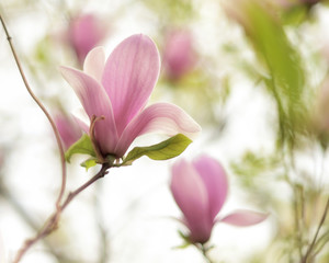Obraz premium Beautiful close up magnolia flowers. Blooming magnolia tree in the spring. Selective focus