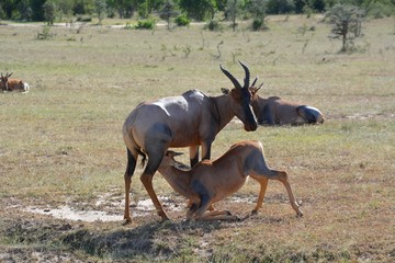 Kenia Safari