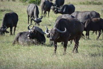 Kenia Safari
