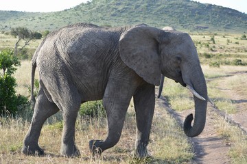 Kenia Safari