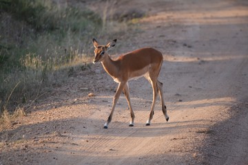 Kenia Safari