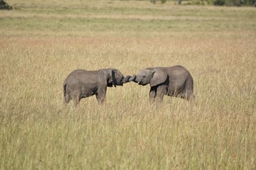 Fototapeta premium Kenia Safari