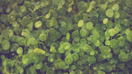 Centella asiatica ; Asiatic pennywort Thai herb