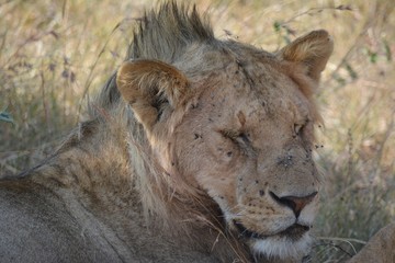 Kenia Safari