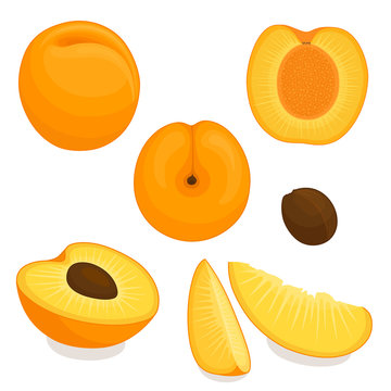 Vector apricot. Set of whole, sliced, half of apricots isolated on white background. Illustration.