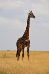 Kenia Safari