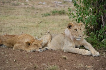 Kenia Safari
