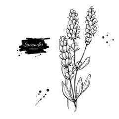 Lavender vector drawing set. Isolated wild flower and leaves. Herbal engraved style illustration.