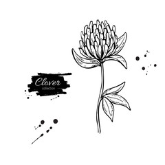 Clover flower vector drawing set. Isolated wild plant and leaves. Herbal engraved style illustration.