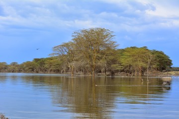 Kenia Safari