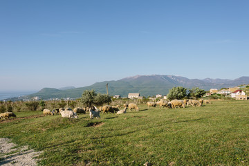 Sheeps at Highland Pasture