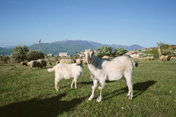 Obraz premium Goats at Pasture