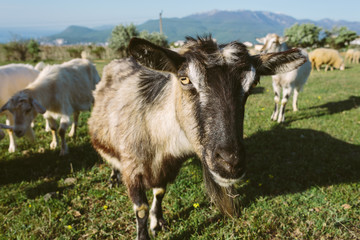Close Up Black Domestic Goat Snout 
