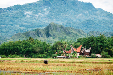 Landscape of Tana Toraja. Rice field with buffalo, traditional torajan buildings, tongkonans and mountains on a background. Rantepao, Sulawesi, Indonesia.