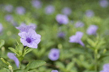 Fototapeta na wymiar Purple Ruellia tuberosa flowers in the garden.