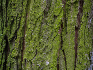 Background.  Texture.