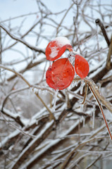 frozen autumn leaves on the branches