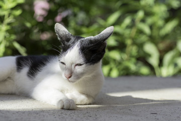.Kitten in the morning sun.