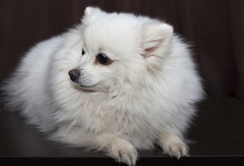 White   German Spitz