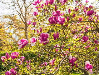 Bright pink flowers and magnolia buds