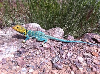 Eidechse Blau und Gelb vor Busch