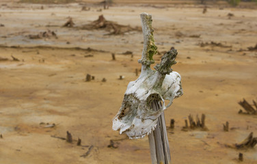 A skull of an animal on a dead tree, an idol for worship. The background of a drought is the earth. Primitive ritual.