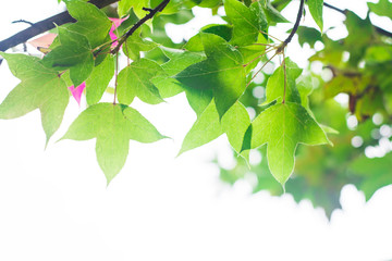 Green nature background with maple leaves