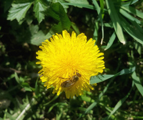 dandelion with bee on background of green  meadow
