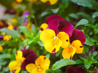 Beautiful yellow and red velvet flower in the garden, Selective focus