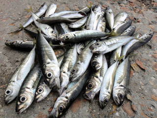 Obraz premium Fish