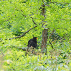 Common blackbird, Turdus merula, in a tree