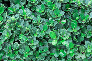 Green leafs is element to wrapping 3D object, Natural is many leafs wallpaper, freshness green...