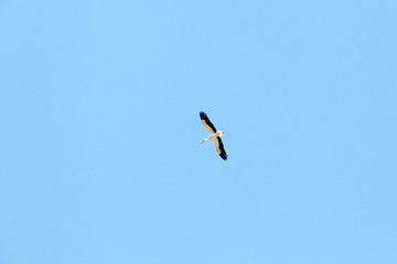 Beautiful stork in flight. Blue sky.