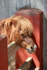 Red pony on a farm.