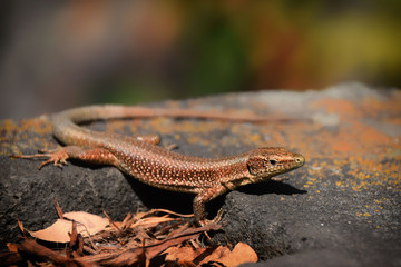 Brown wall lizard from Formentera, Ibiza, Spain